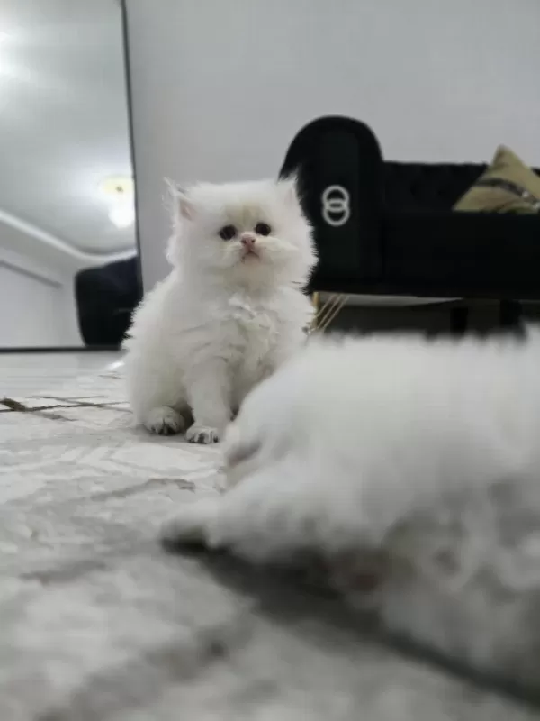 Kedilerimiz Yeni Yuvasını Arıyor