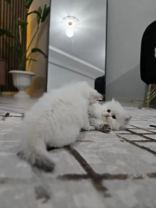 Kedilerimiz Yeni Yuvasını Arıyor