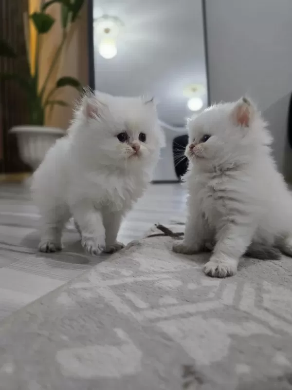 Kedilerimiz Yeni Yuvasını Arıyor