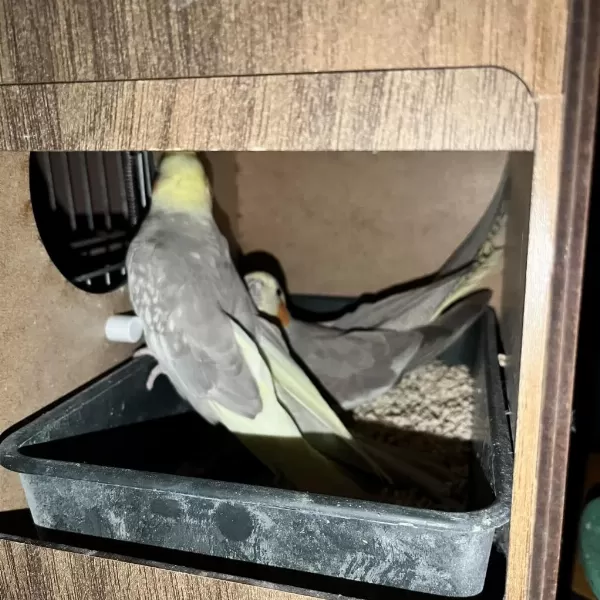Hazır Takım Sultan Papağanları