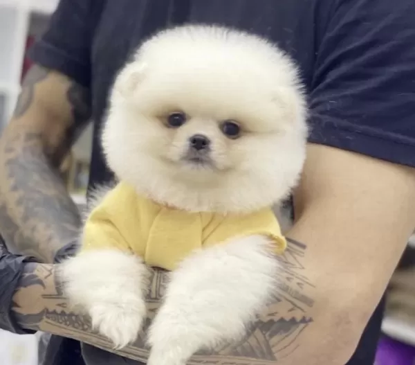 Pomeranian Boo Köpekleri İçin Ulaşin