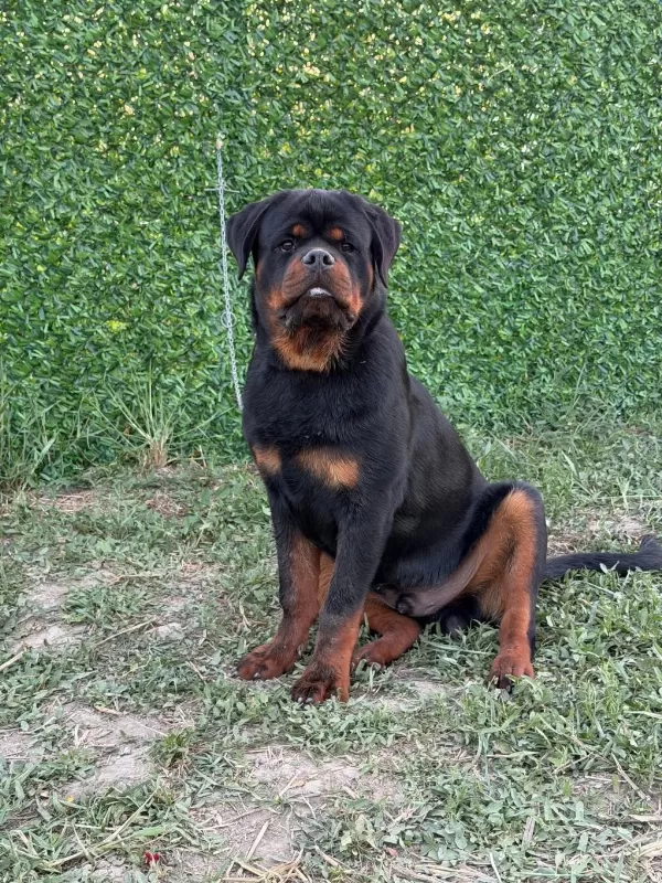A Şecereli Üst Düzey Kaliteli Genç Rottweiler