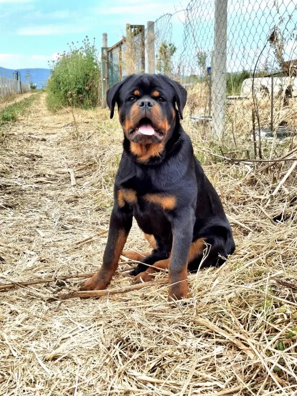 A Şecereli Üst Düzey Kaliteli Genç Rottweiler
