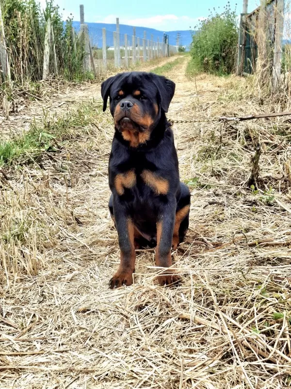A Şecereli Üst Düzey Kaliteli Genç Rottweiler