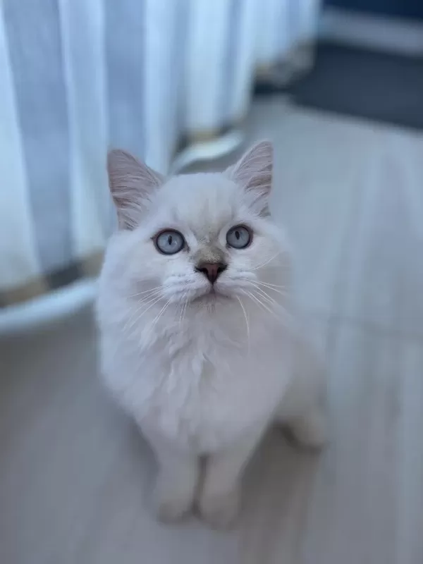 5 Aylık Dişi British Longhair