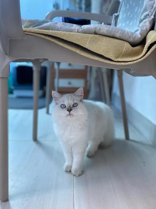5 Aylık Dişi British Longhair