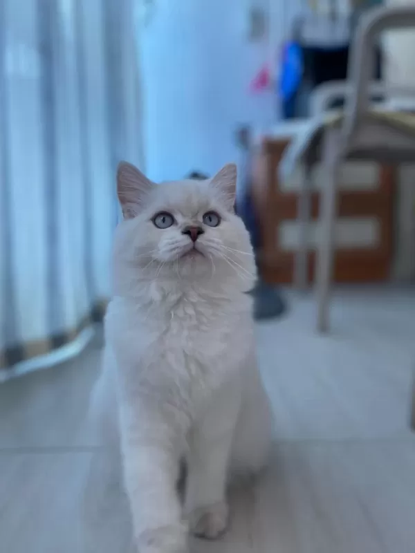 5 Aylık Dişi British Longhair