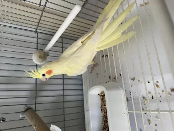 2 Aylık Sultan Papağanı