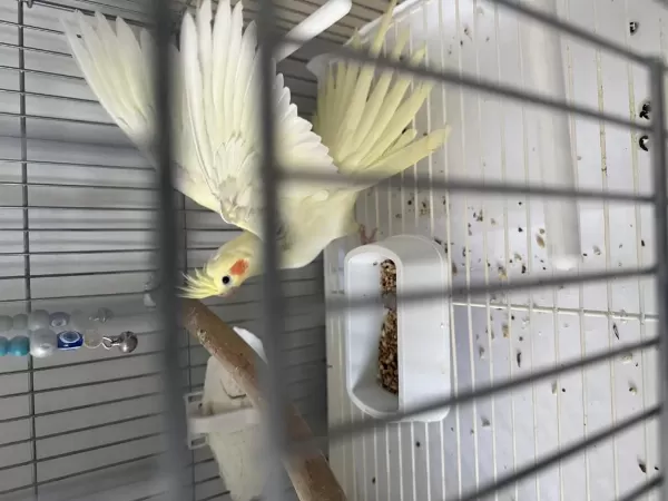 2 Aylık Sultan Papağanı
