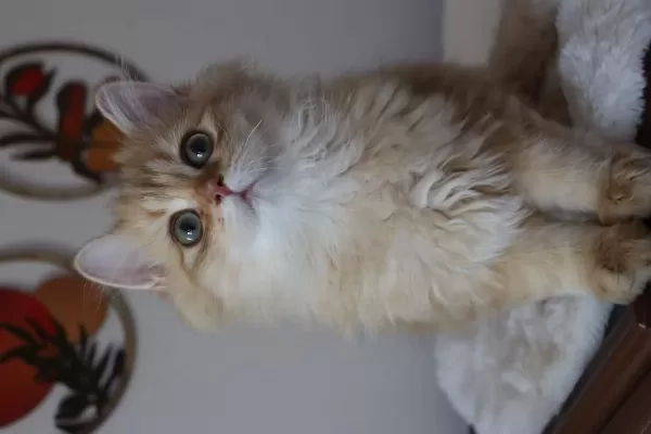 British Longhair Erkek Kedimiz