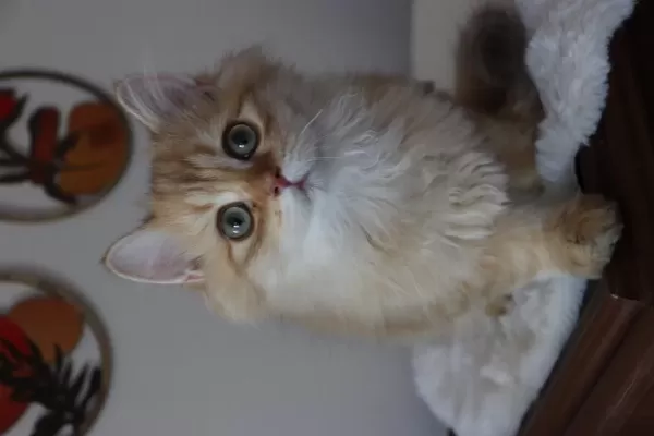 British Longhair Erkek Kedimiz