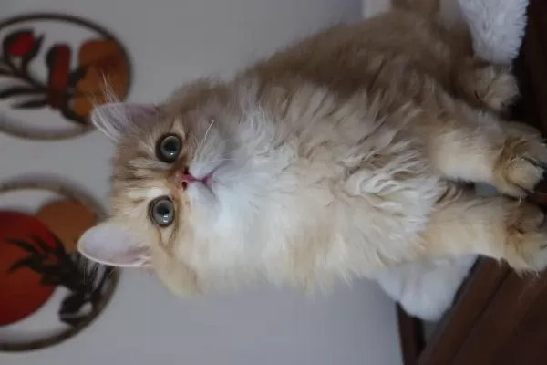 British Longhair Erkek Kedimiz