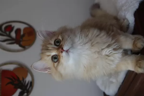 British Longhair Erkek Kedimiz