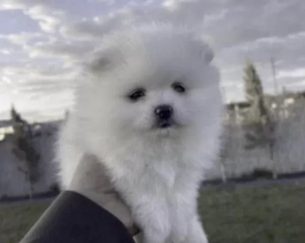 Pomeranian Boo Beyaz Köpeğimiz