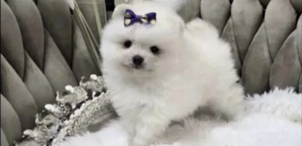 Pomeranian Boo Beyaz