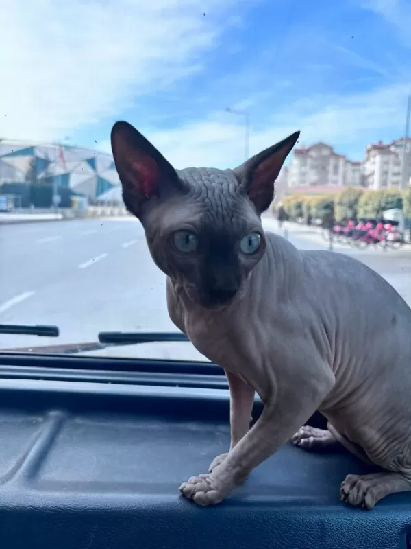 Sfenks 1 Yaşında Erkek