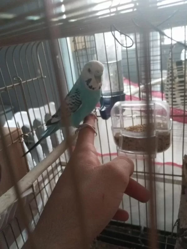 Çok Güzel Çift Acil Satılık Muhabbet Kuşu