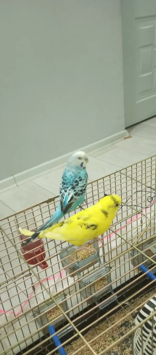 Çok Güzel Çift Acil Satılık Muhabbet Kuşu