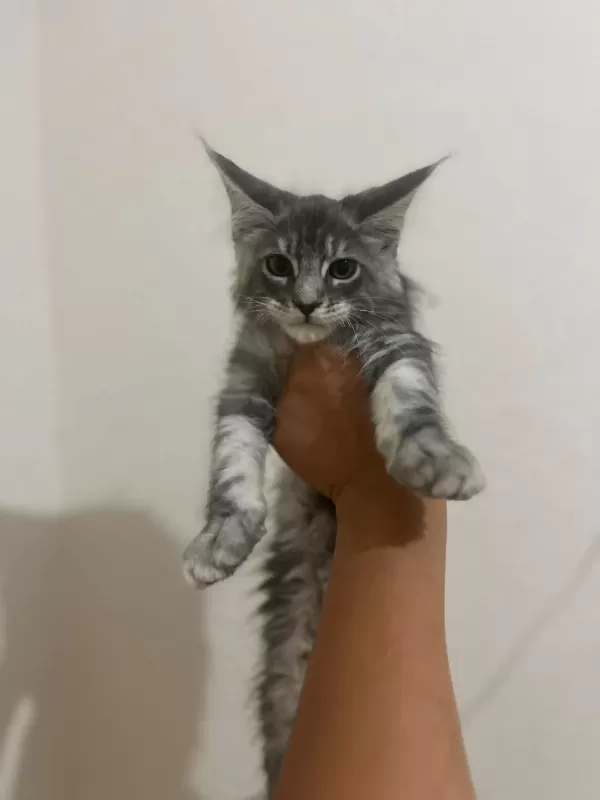 Safkan Maine Coon Yavrulari Anne Ve Baba Scr Kayitli