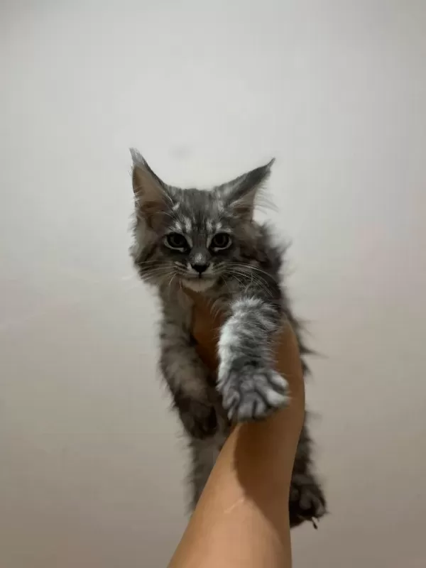 Safkan Maine Coon Yavrulari Anne Ve Baba Scr Kayitli