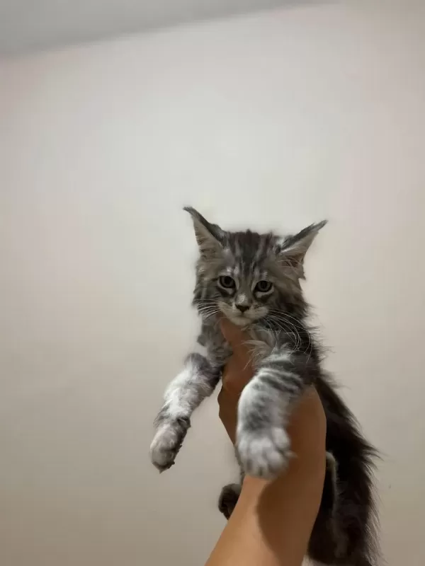 Safkan Maine Coon Yavrulari Anne Ve Baba Scr Kayitli
