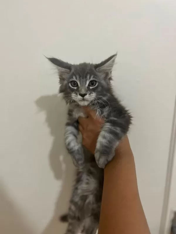 Safkan Maine Coon Yavrulari Anne Ve Baba Scr Kayitli