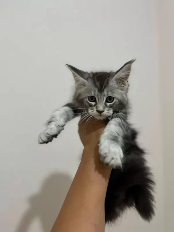 Safkan Maine Coon Yavrulari Anne Ve Baba Scr Kayitli