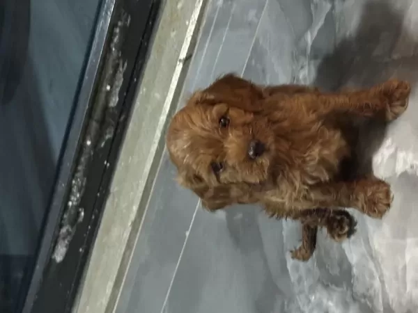 45 Günlük Erkek Toy Poodle Çanakkale Merkez