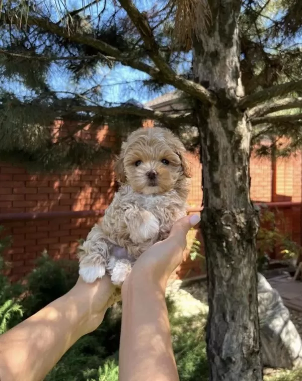 Pofuduk Maltipoo Bebeğimiz