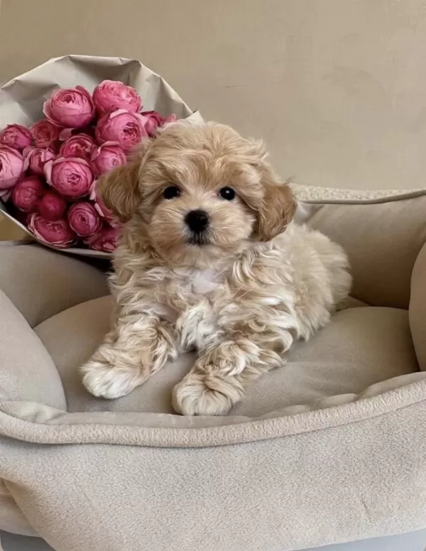 Pofuduk Maltipoo Bebeğimiz