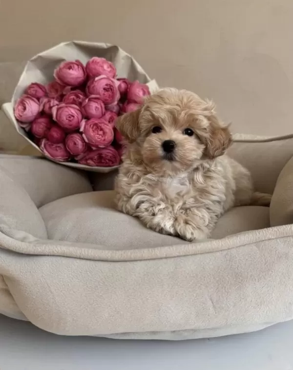 Pofuduk Maltipoo Bebeğimiz