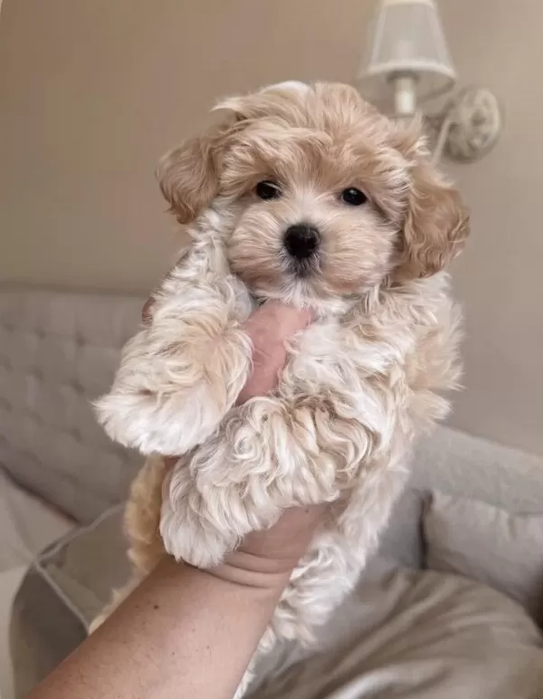 Pofuduk Maltipoo Bebeğimiz