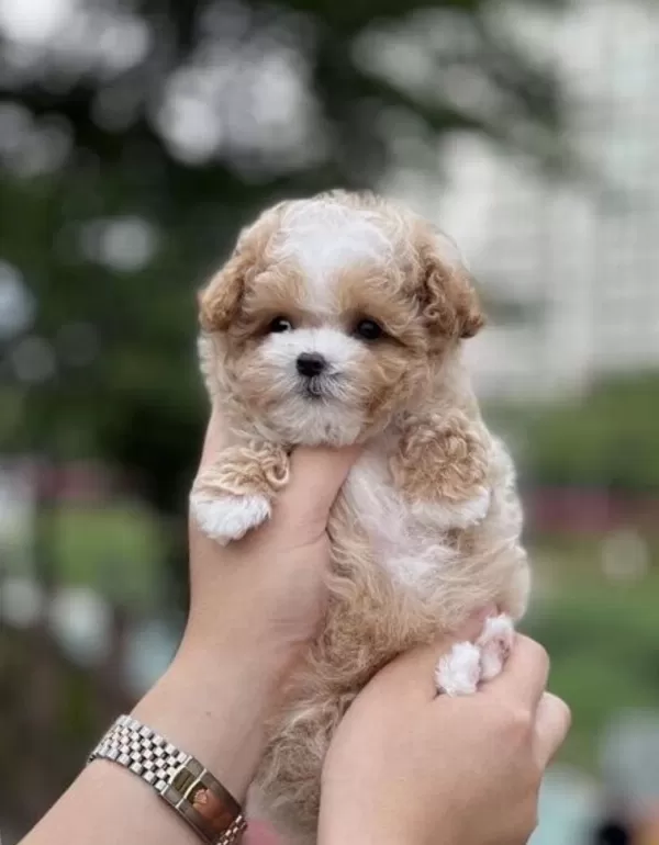 Lokum Bebek Maltipoo