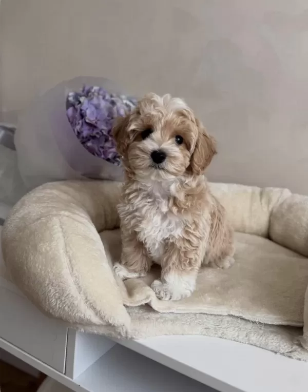 Lokum Bebek Maltipoo