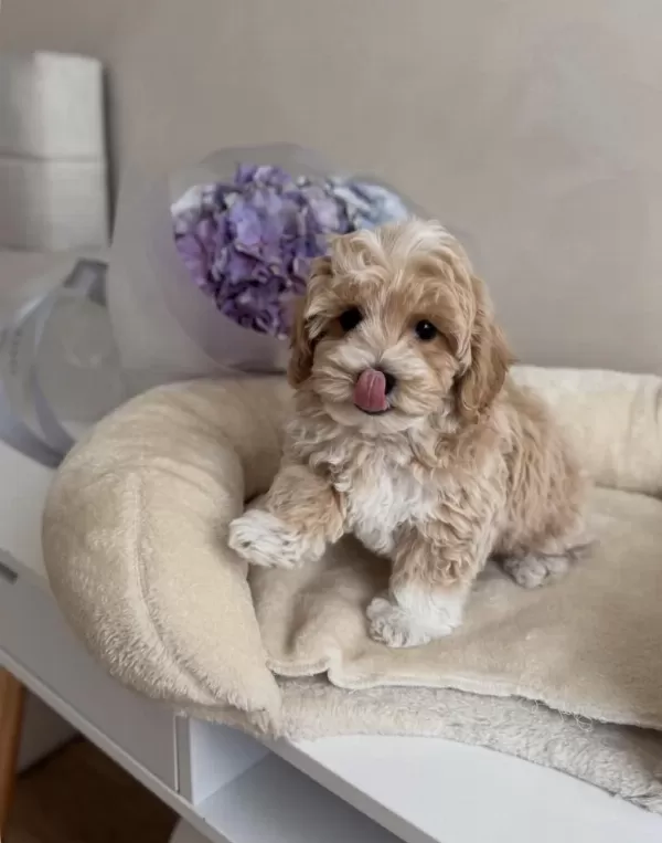 Lokum Bebek Maltipoo