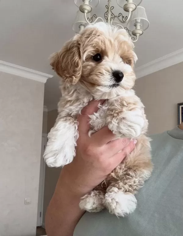 Lokum Bebek Maltipoo