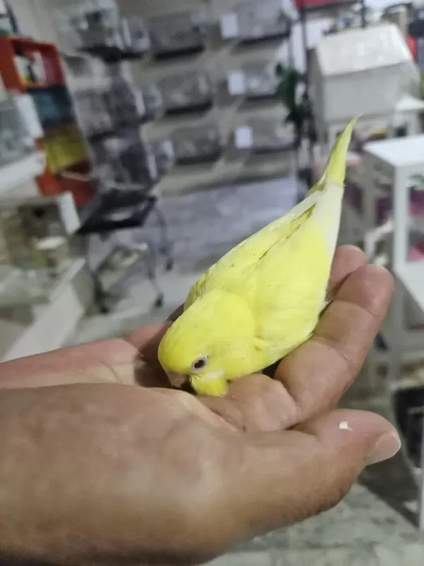Yuvadan Çikan Yeni Muhabbet Kuşu Yavrular