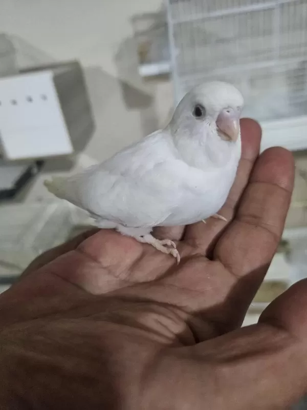 Yuvadan Çikan Yeni Muhabbet Kuşu Yavrular