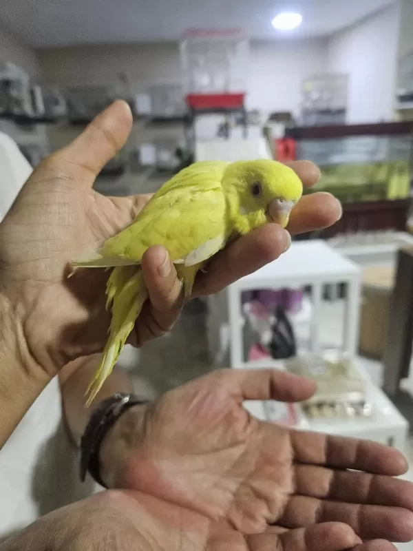 Yuvadan Çikan Yeni Muhabbet Kuşu Yavrular