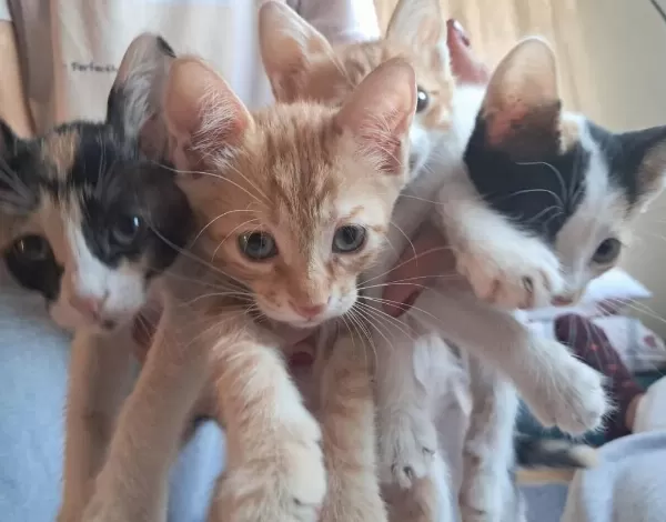 Minik Kedilere Ömürlük Yuva Arıyoruz