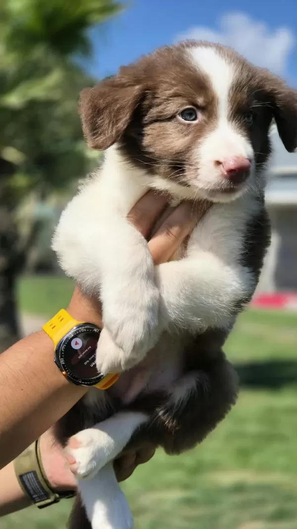Birinci Sınıf Safkan Border Collie Yavruları