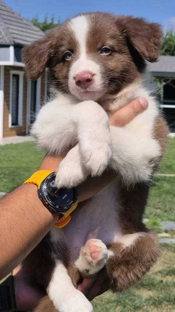 Birinci Sınıf Safkan Border Collie Yavruları