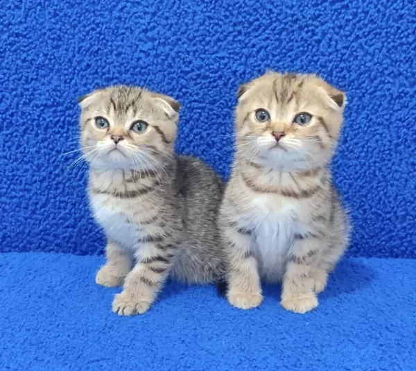 Teslime Hazir Mükemmel Bir Scottish Fold Yavrular