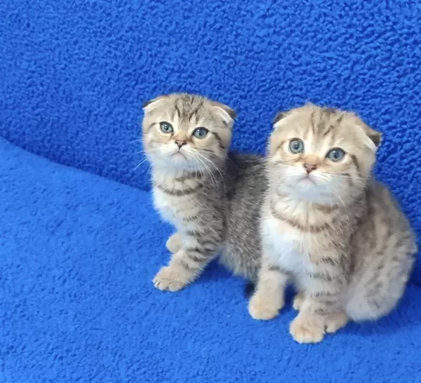 Teslime Hazir Mükemmel Bir Scottish Fold Yavrular