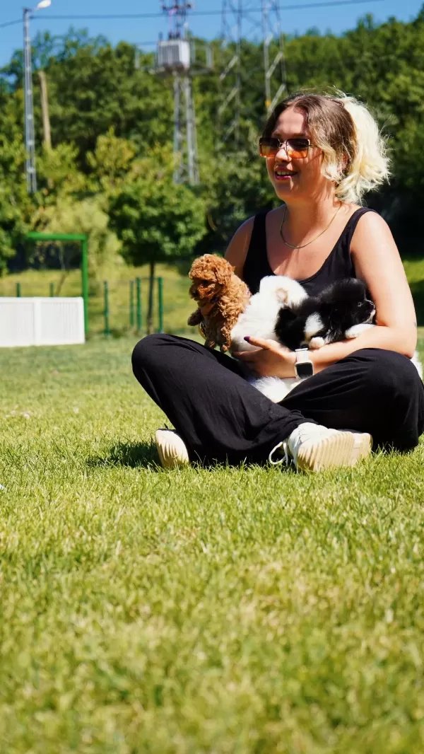 Nadir Renk Ve Anatomide Soy Scr’li Pomeranian Yavrular
