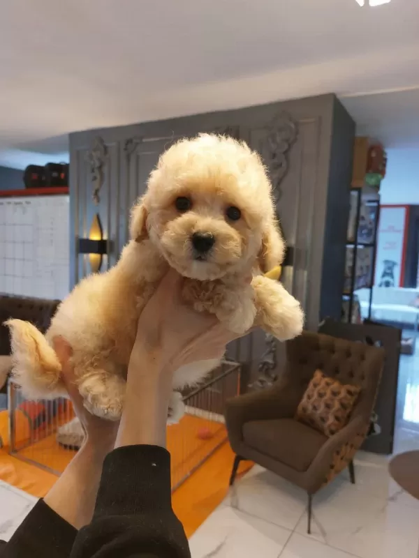 Akıllı Ve Tüy Dökmeyen Karakteriyle Maltipoo Yavrusu