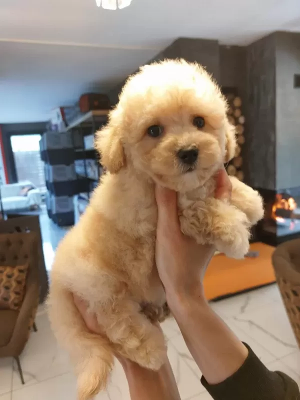 Akıllı Ve Tüy Dökmeyen Karakteriyle Maltipoo Yavrusu