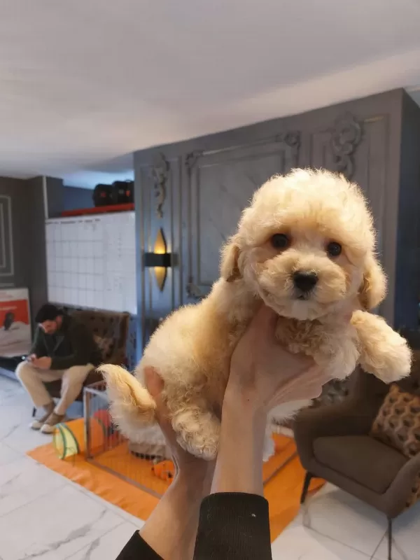 Akıllı Ve Tüy Dökmeyen Karakteriyle Maltipoo Yavrusu
