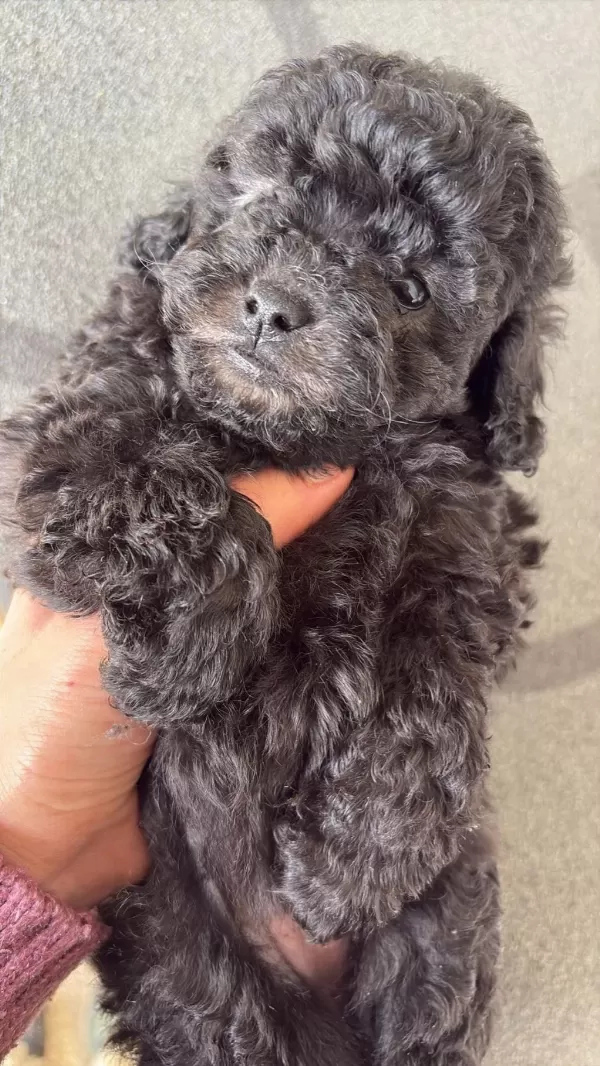 Nadir İrk Garantili Silver Toy Poodle Bebekler