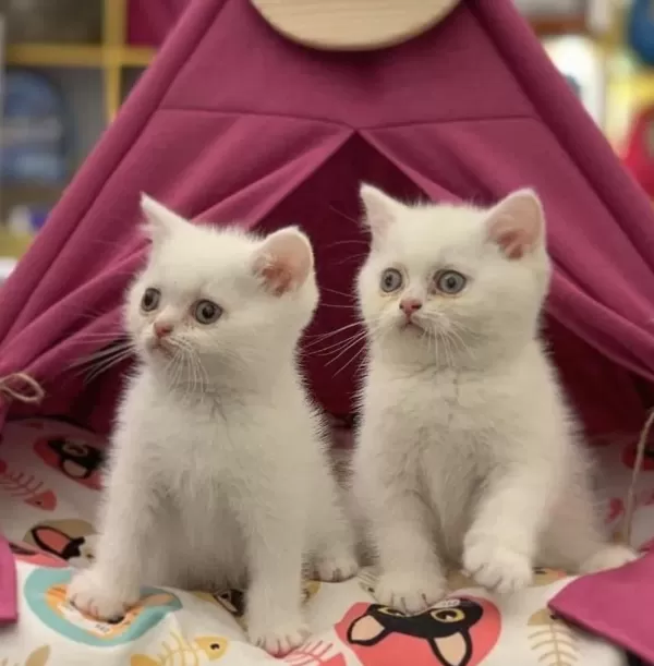 British Shorthair Sevimli Yavrularim